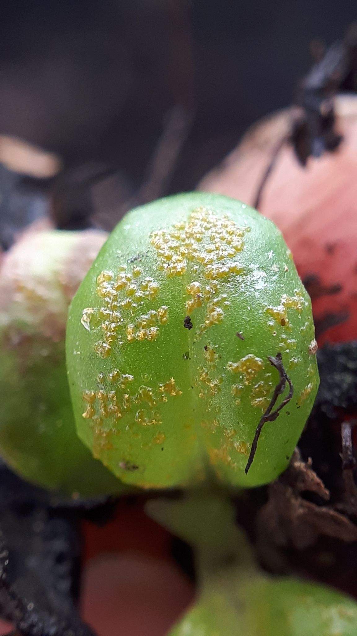 Synchytrium aureum