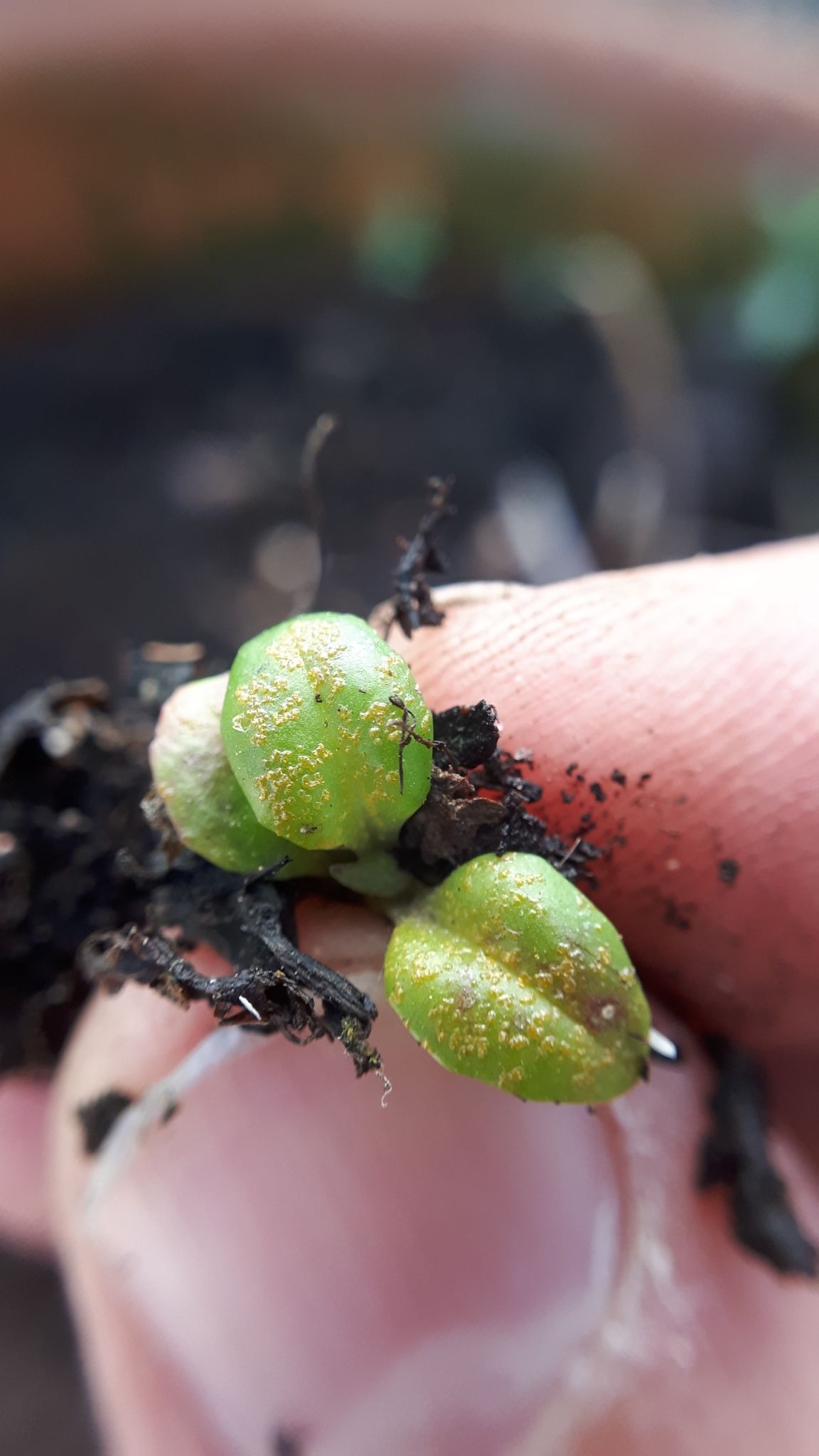 Synchytrium aureum