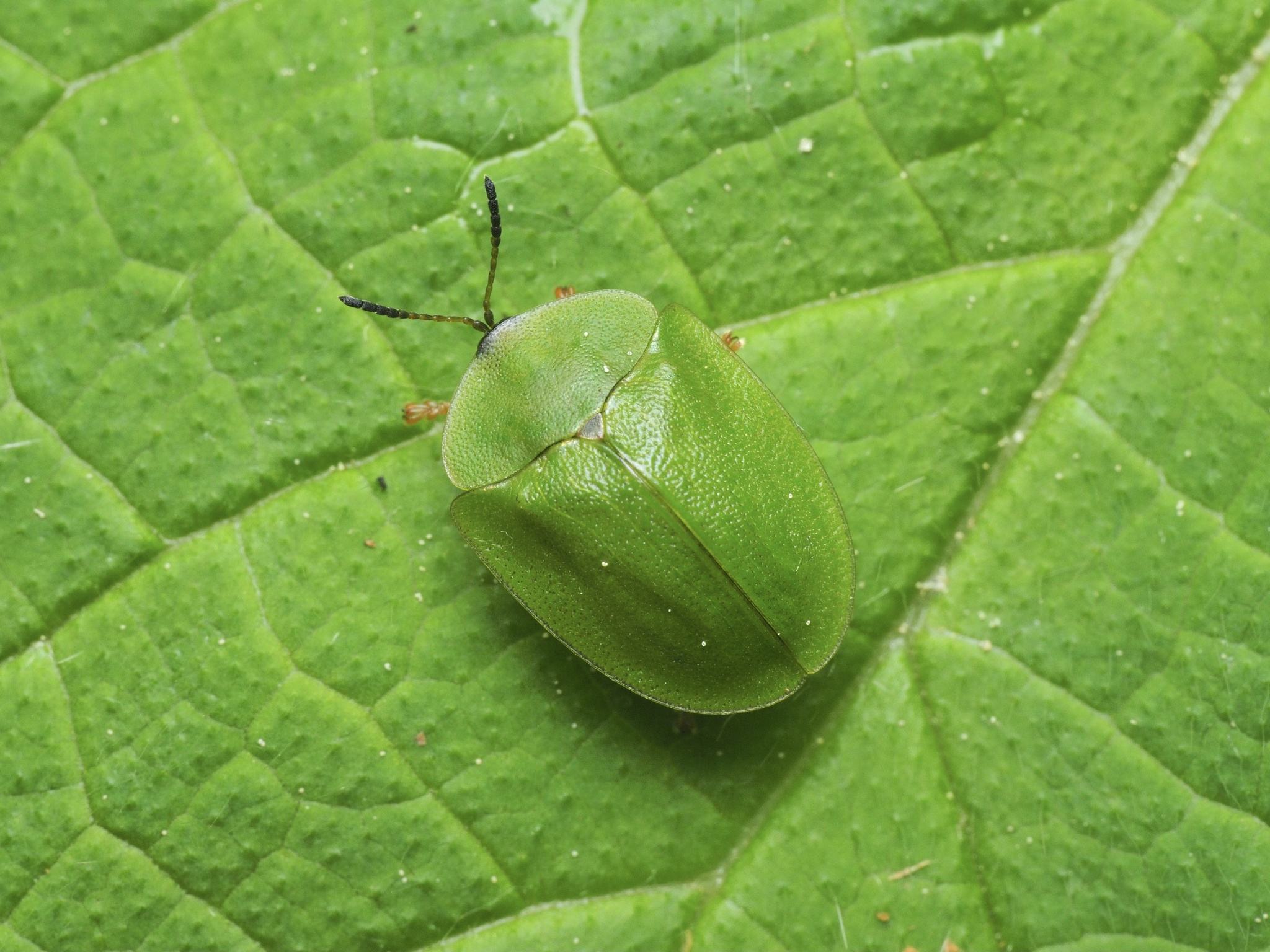 Cassida viridis