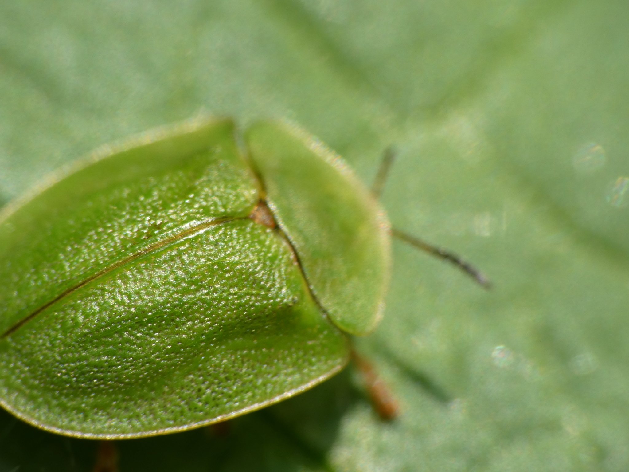 Cassida viridis