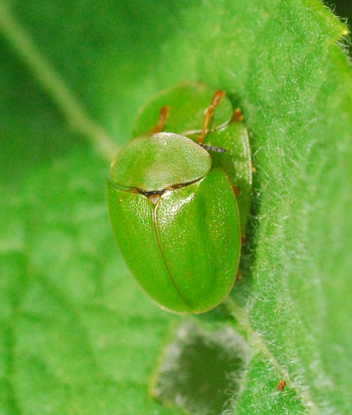 Cassida viridis