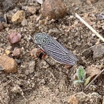 Cuerna angusta