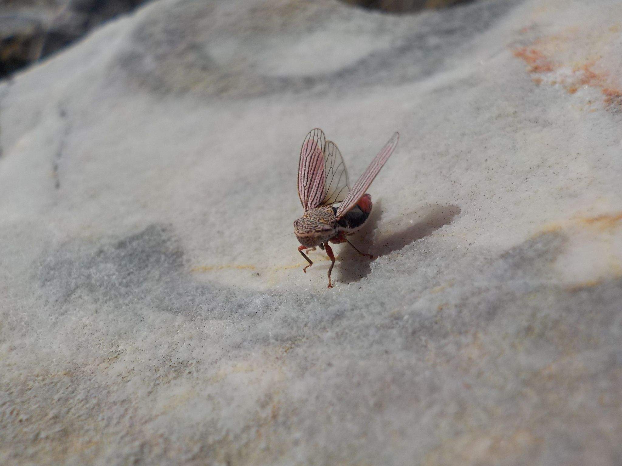Cuerna angusta