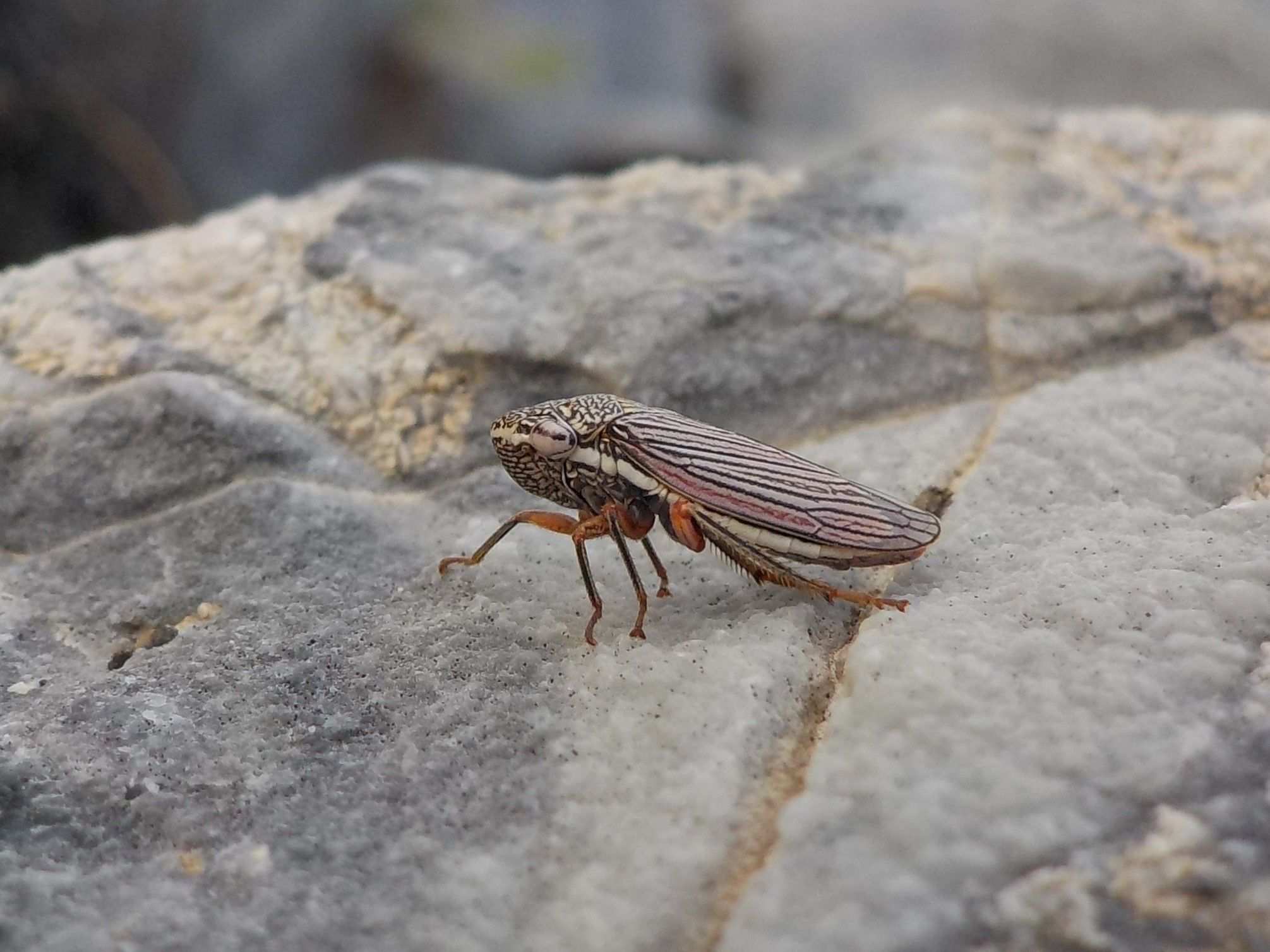 Cuerna angusta