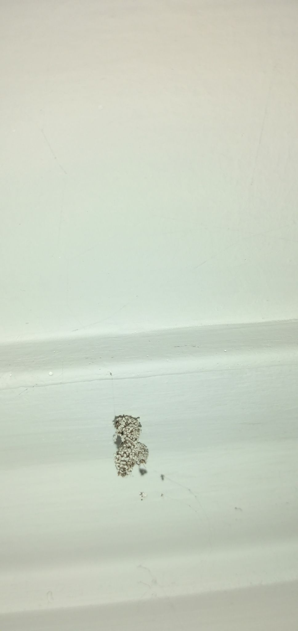 Heterotermes convexinotatus
