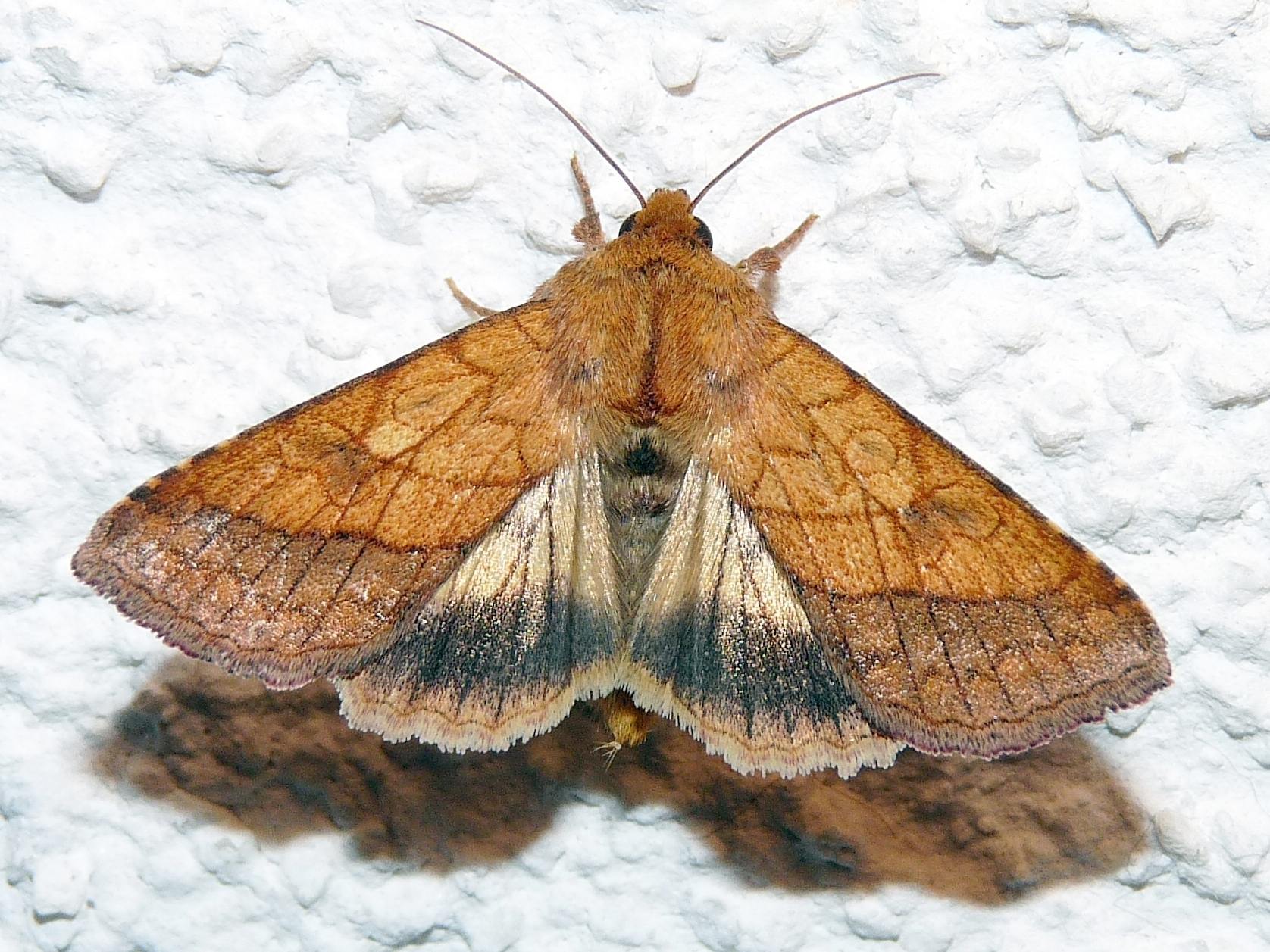 Pyrrhia umbra