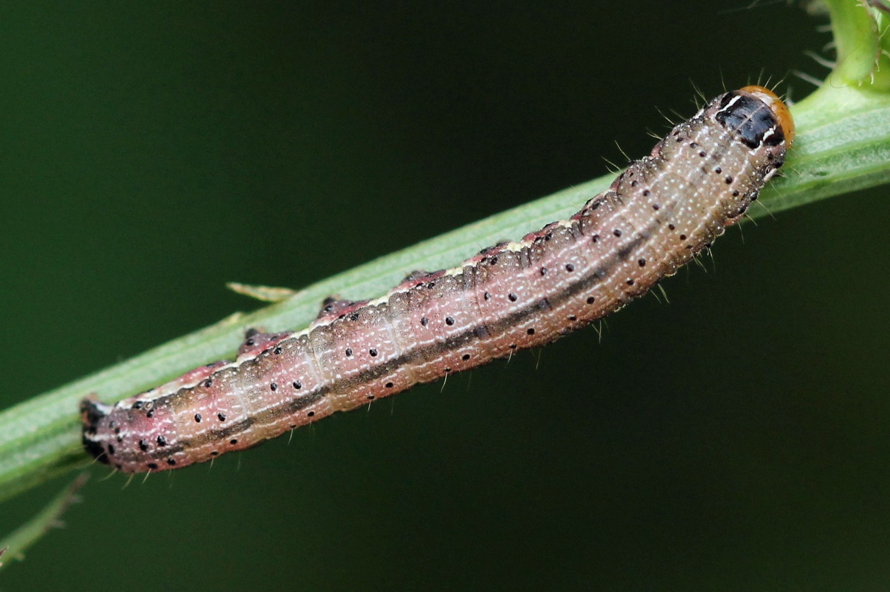 Pyrrhia umbra