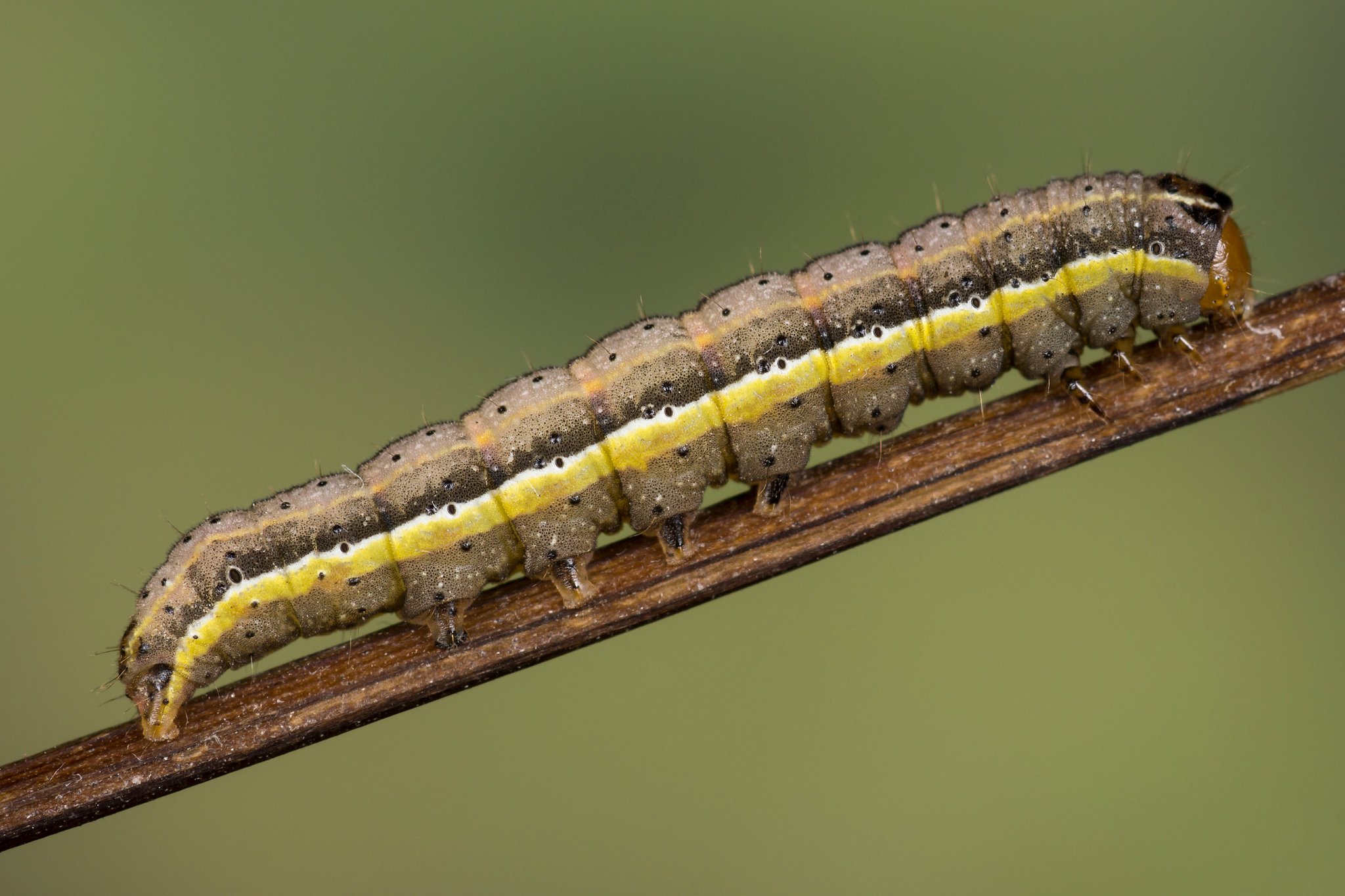 Pyrrhia umbra
