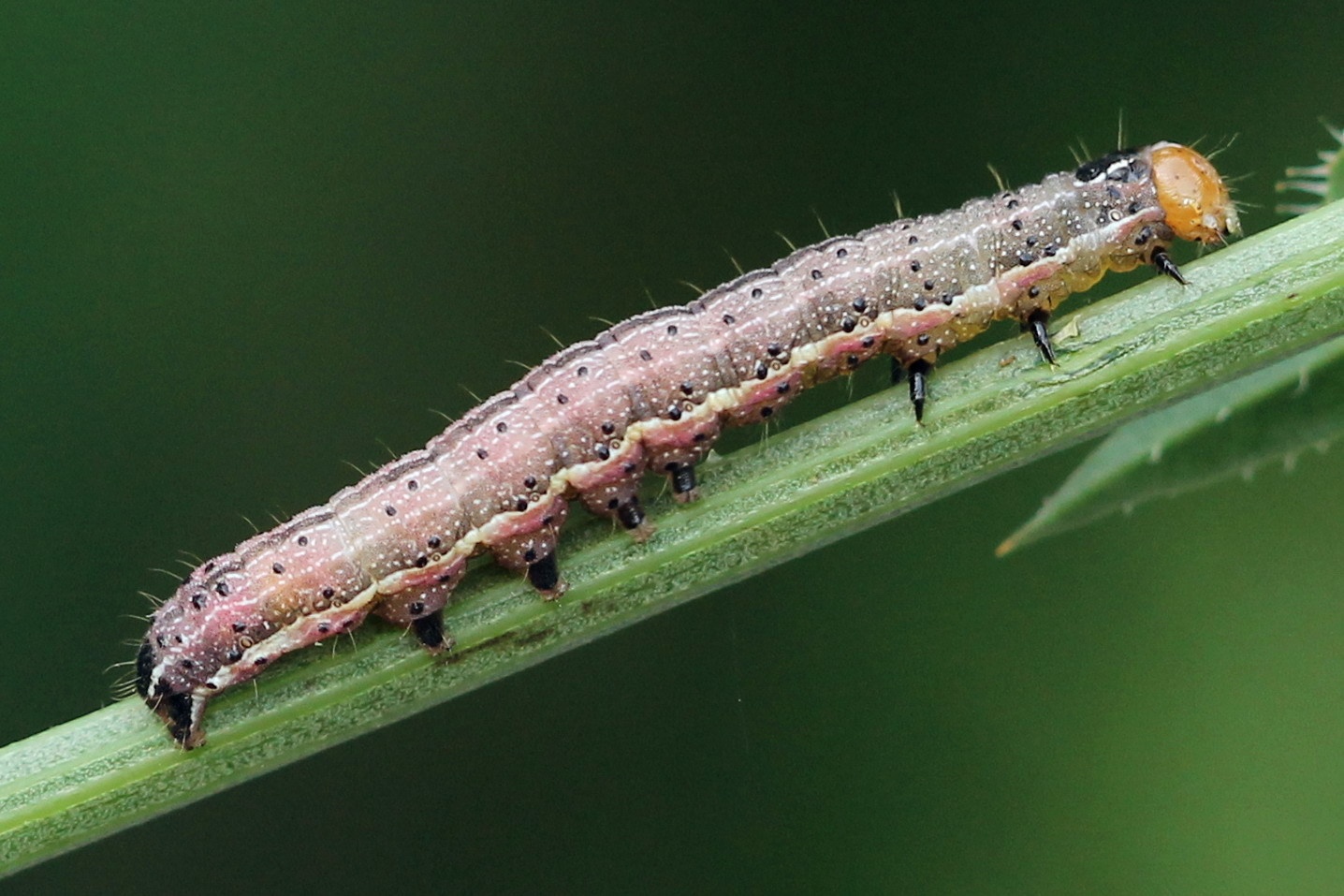 Pyrrhia umbra