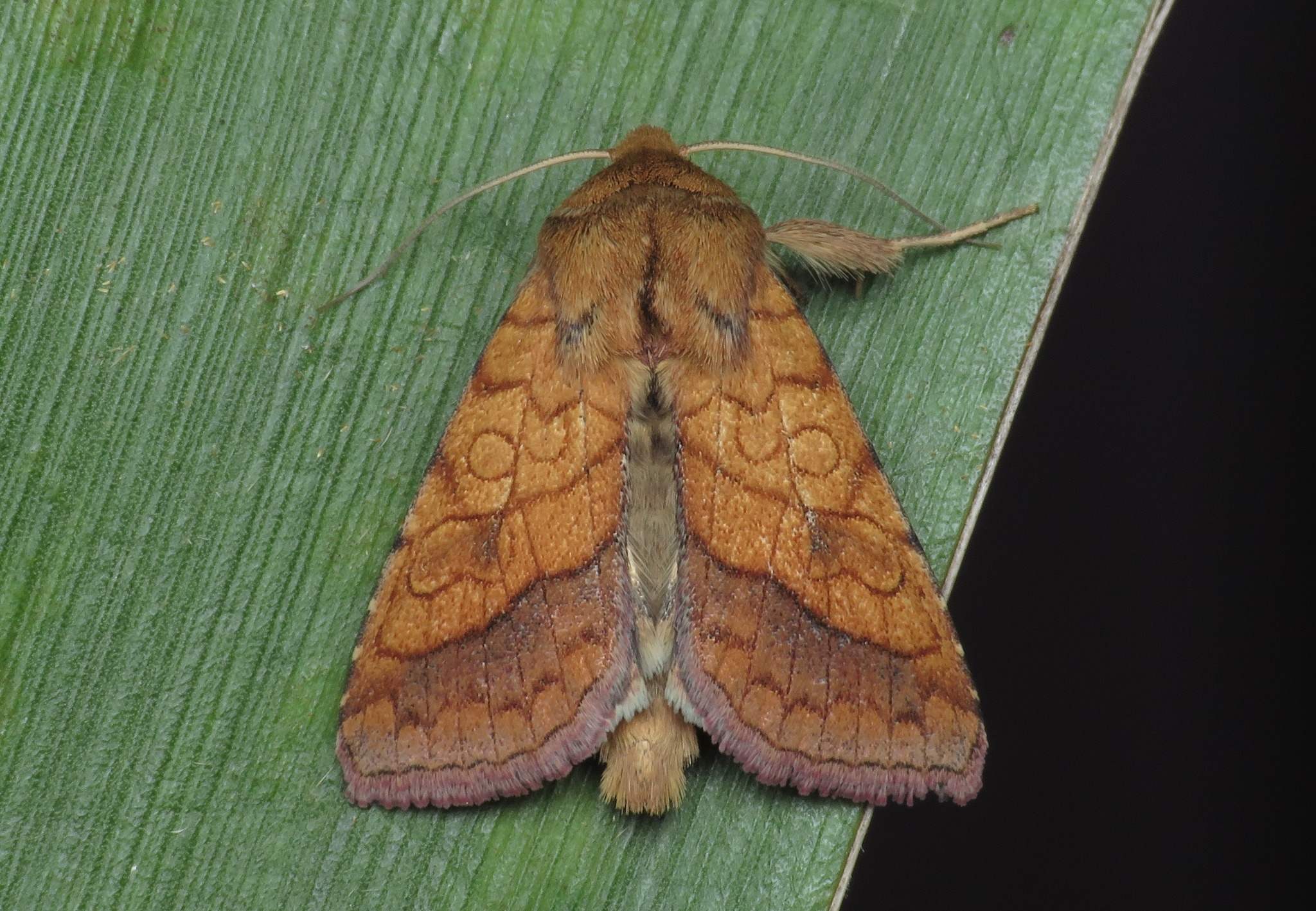 Pyrrhia umbra