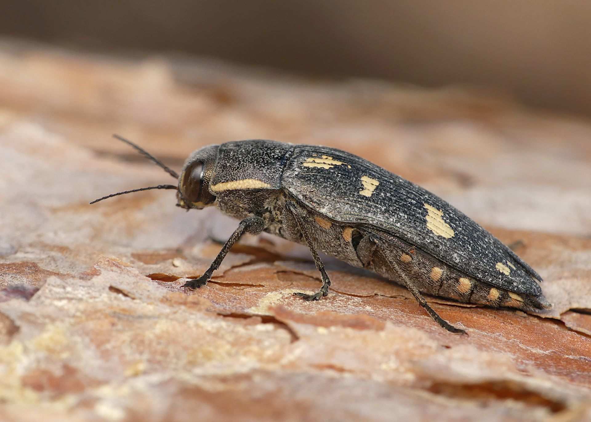 Buprestis novemmaculata