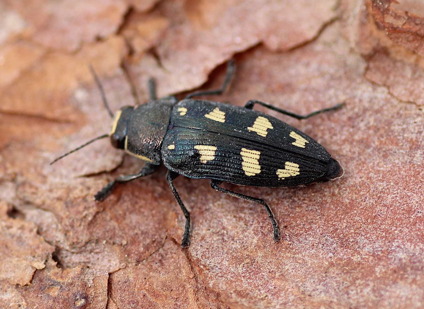 Buprestis novemmaculata