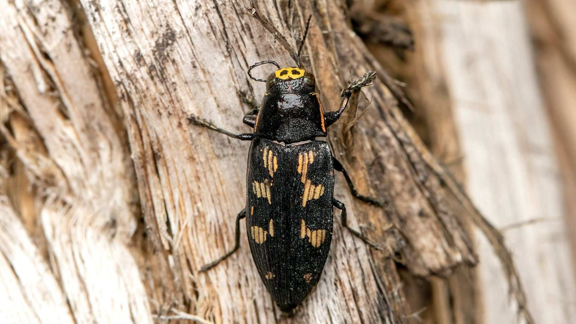 Buprestis novemmaculata