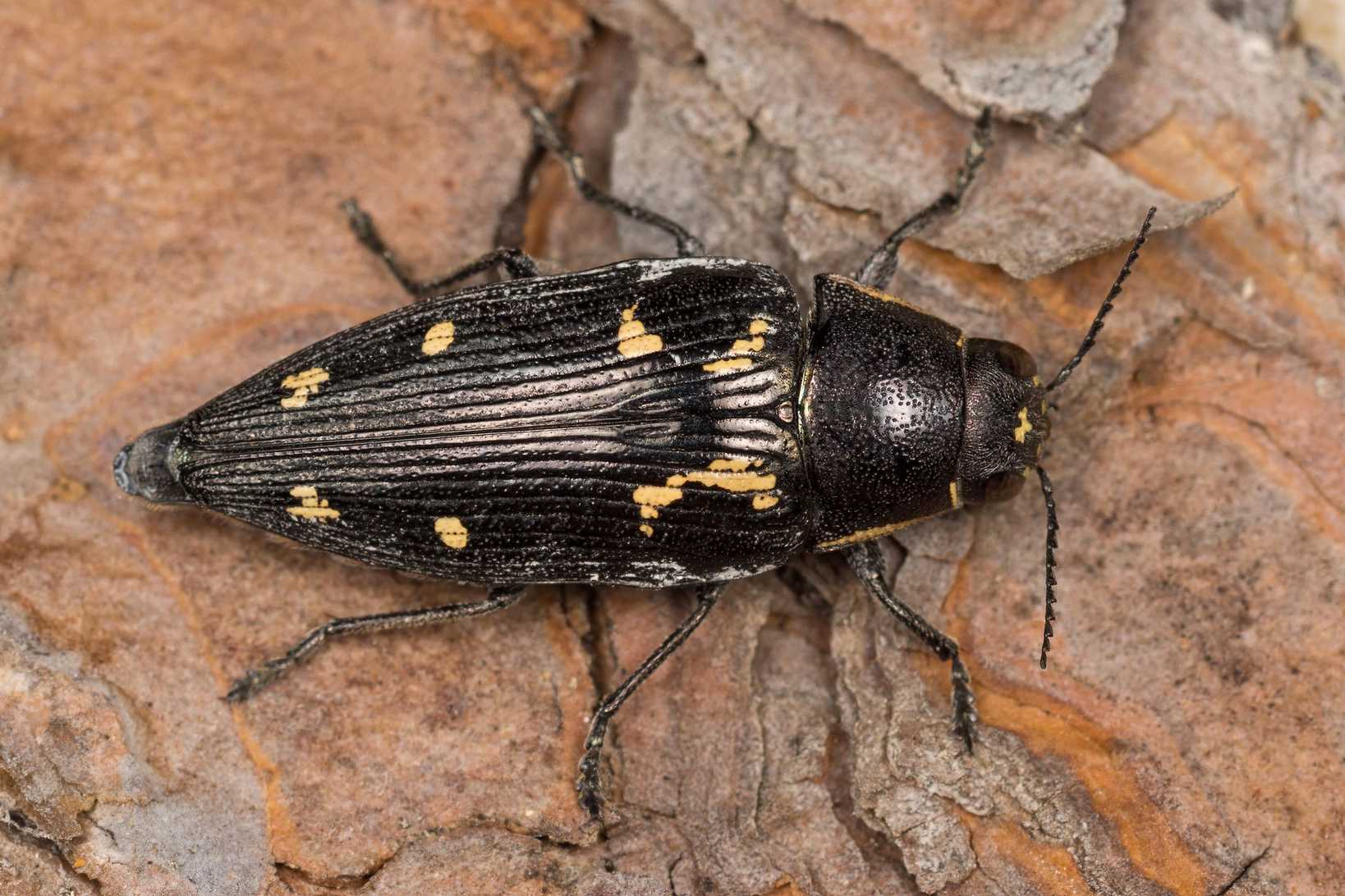 Buprestis novemmaculata