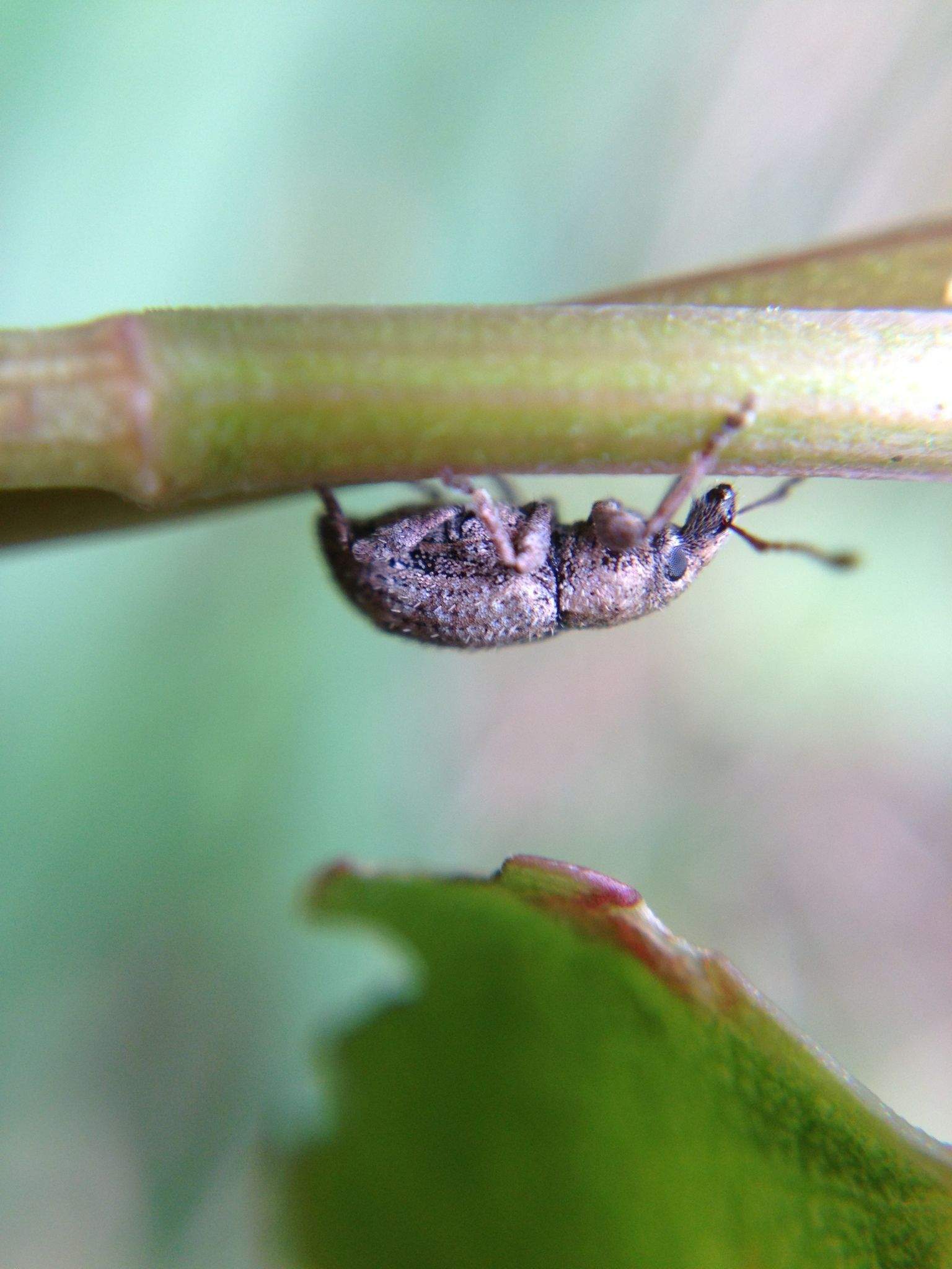 Irenimus aequalis