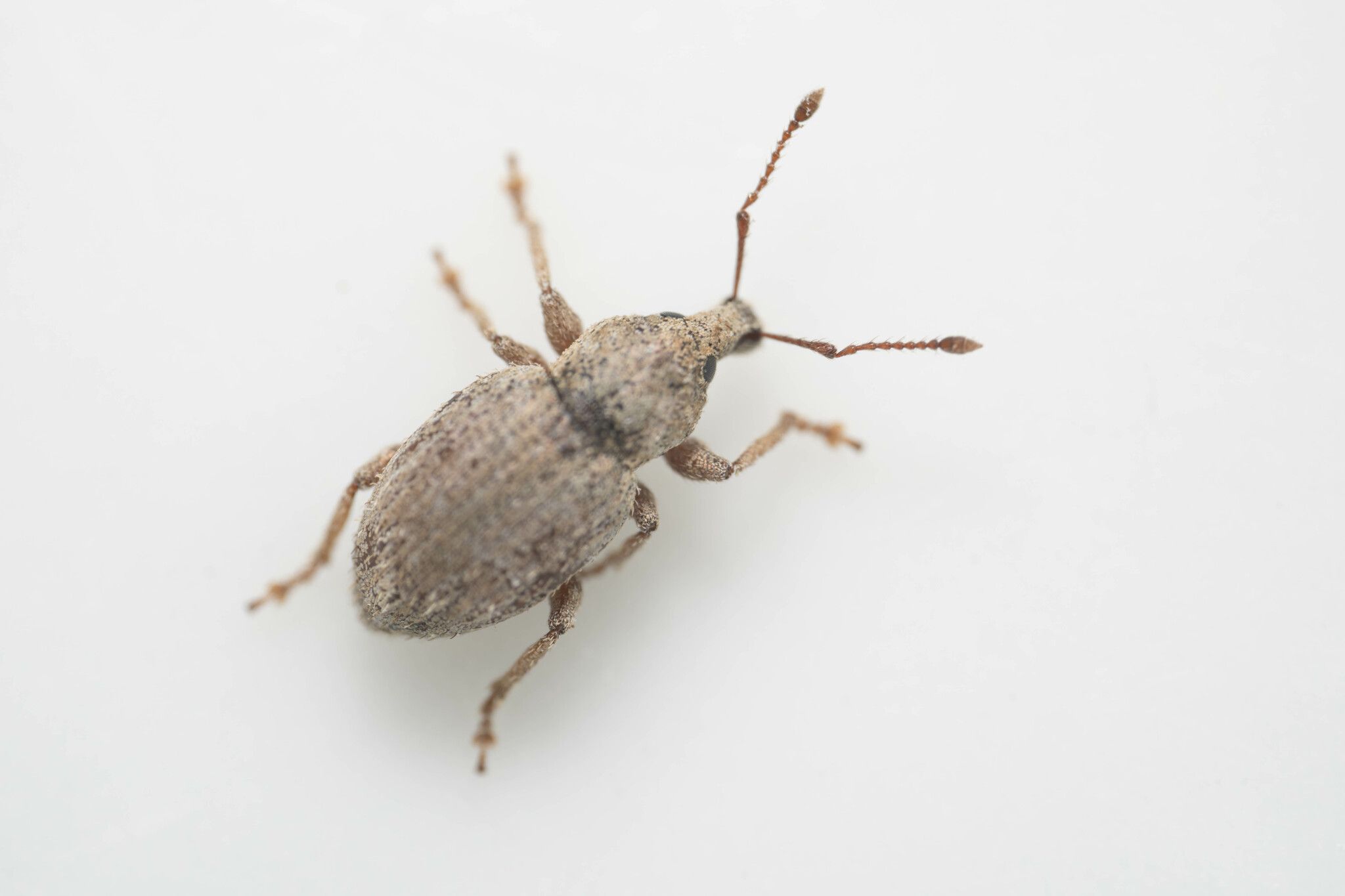 Irenimus aequalis