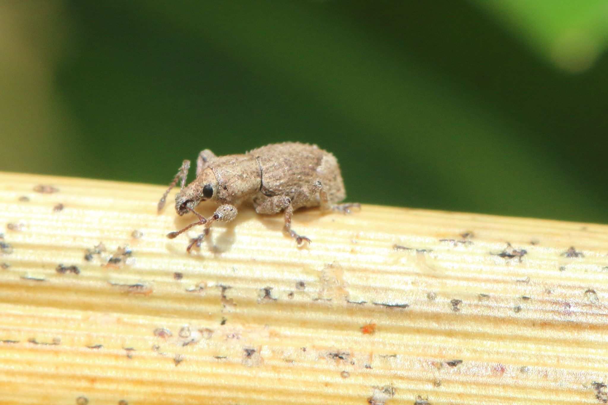 Irenimus aequalis