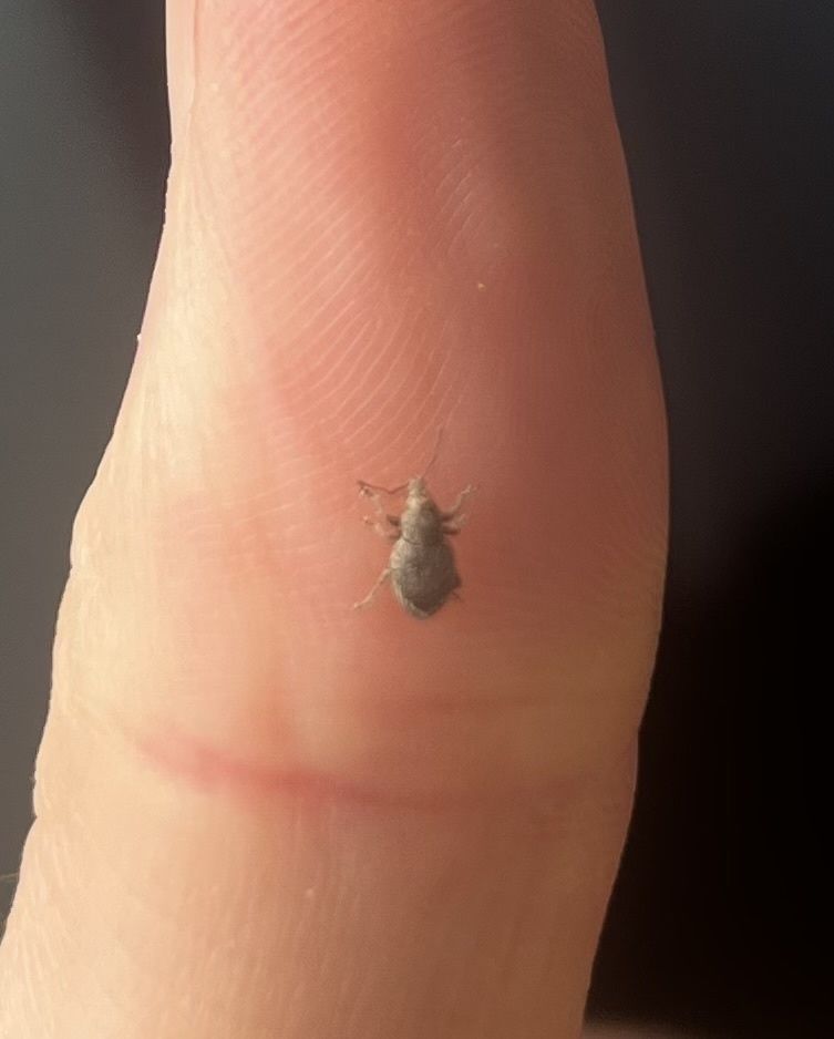 Irenimus aequalis
