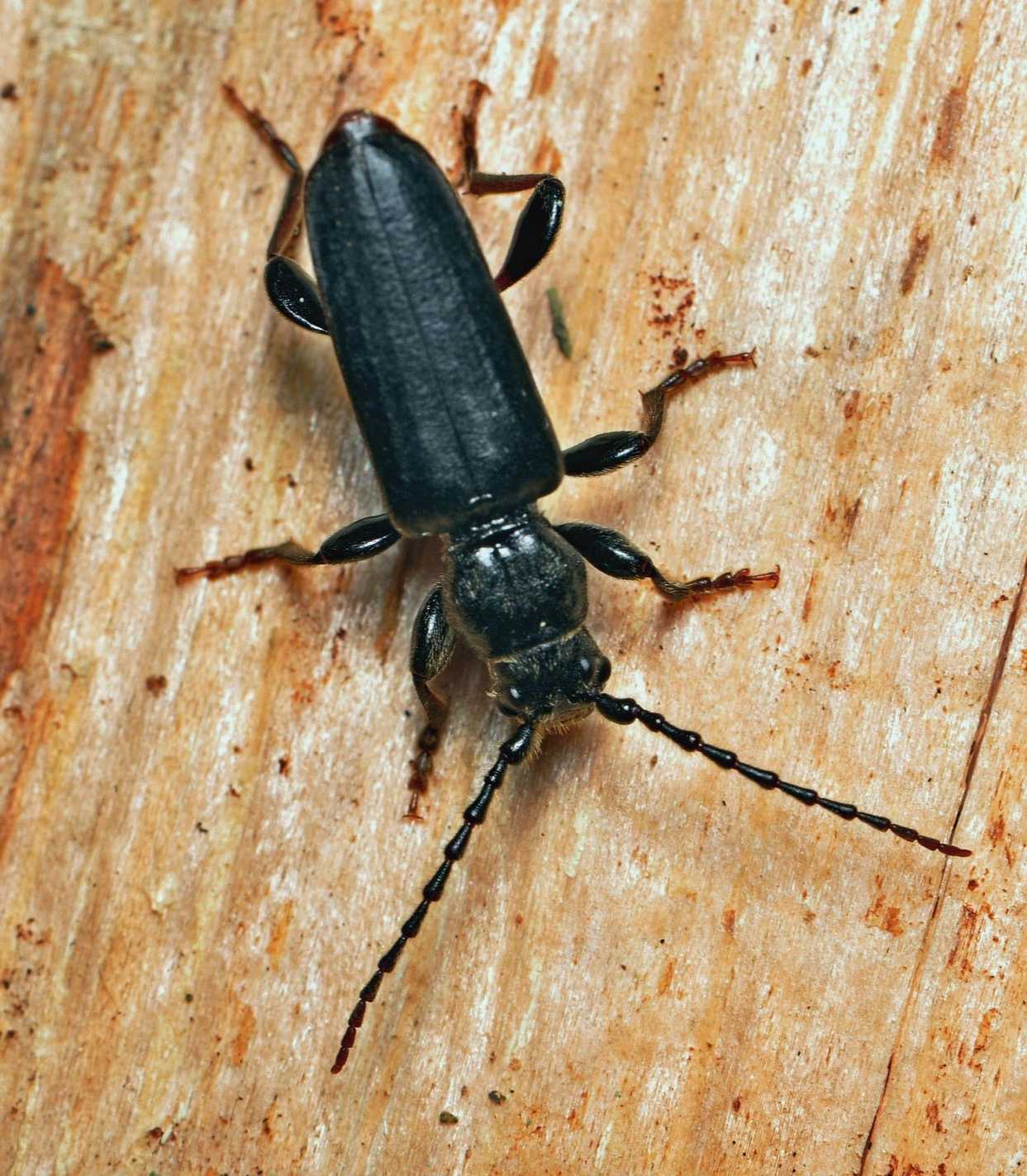 Tetropium castaneum