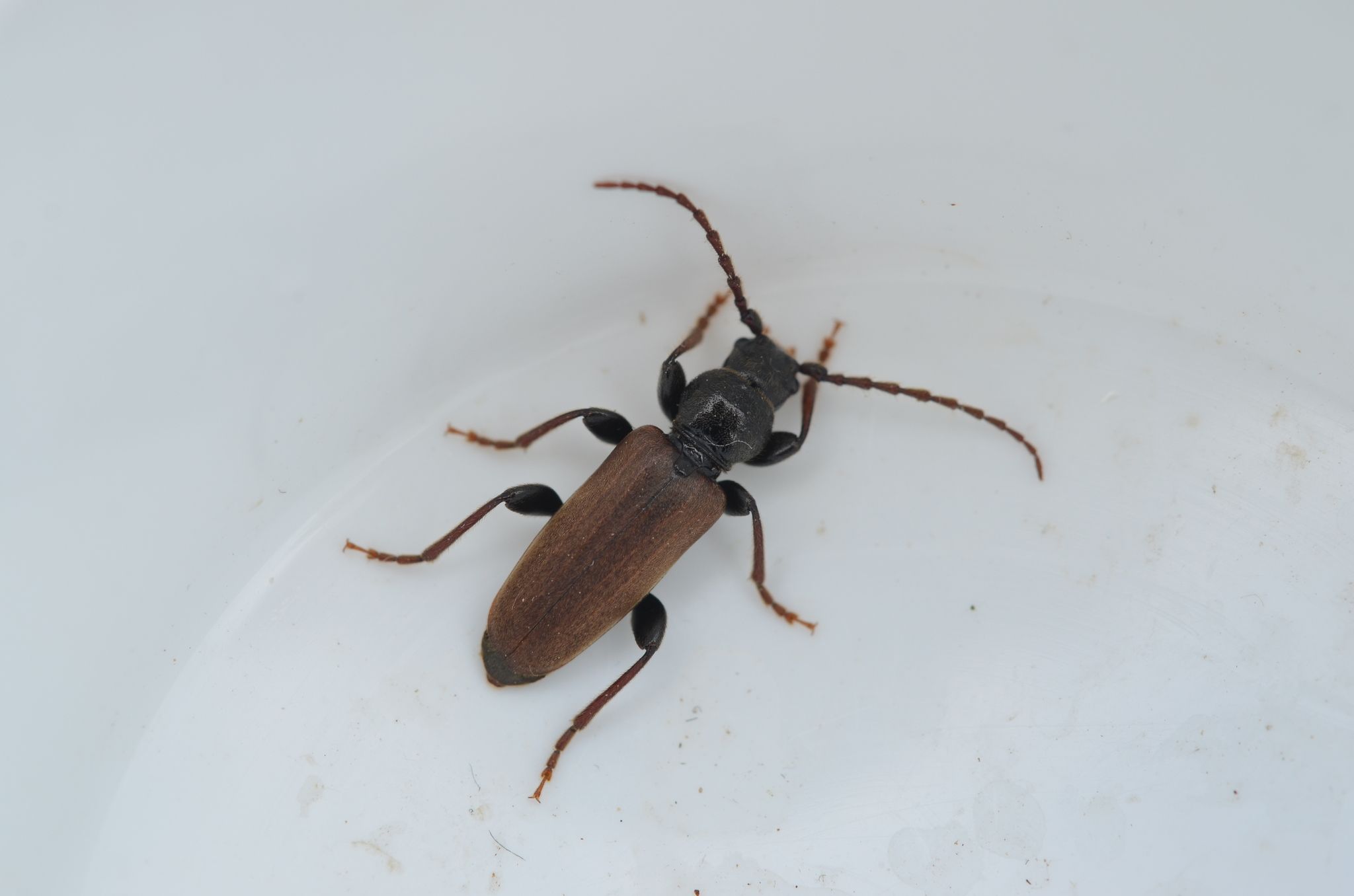 Tetropium castaneum