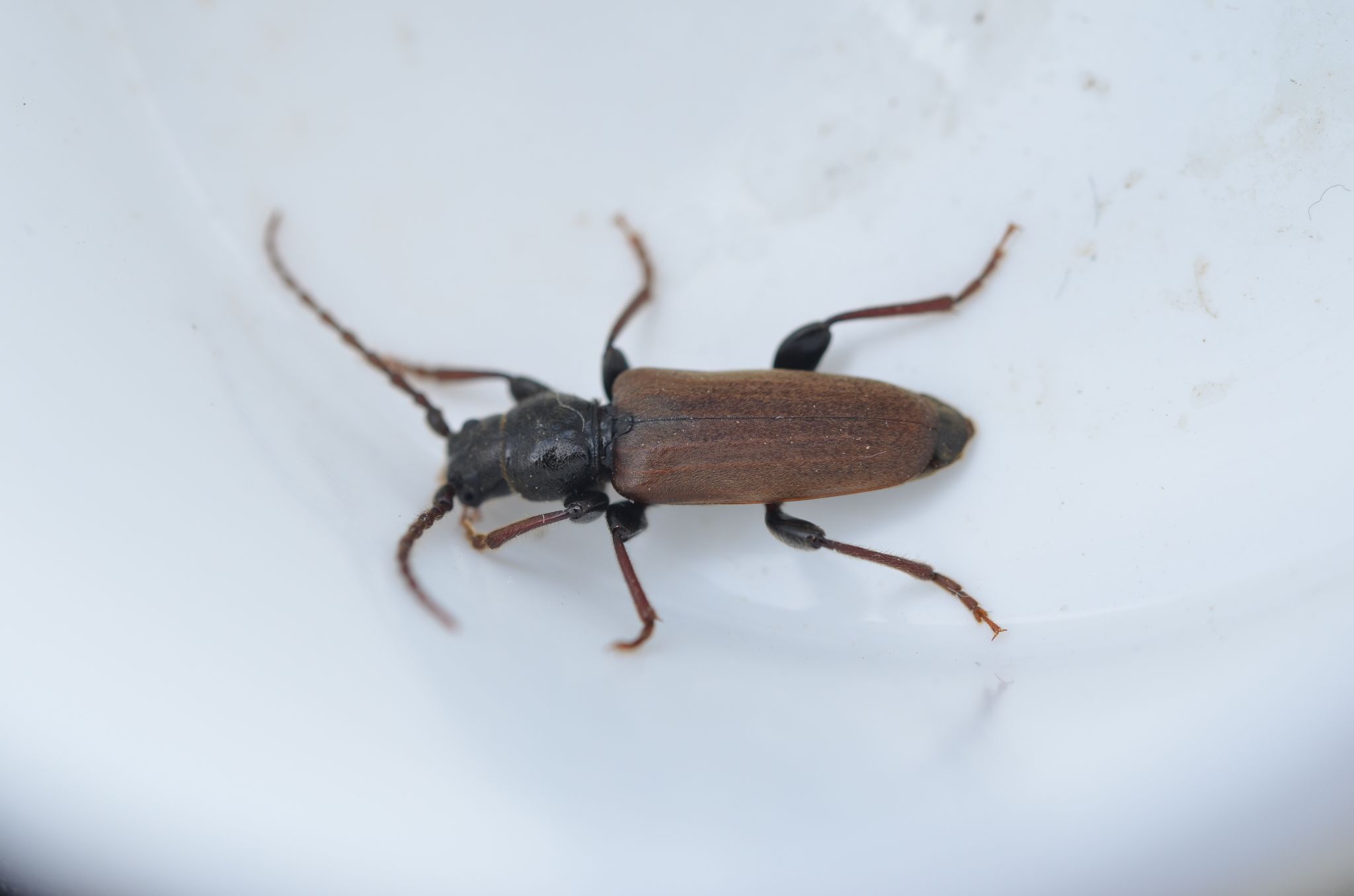 Tetropium castaneum