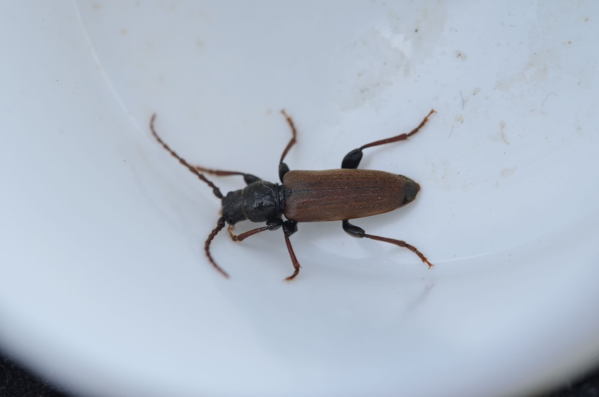 Tetropium castaneum