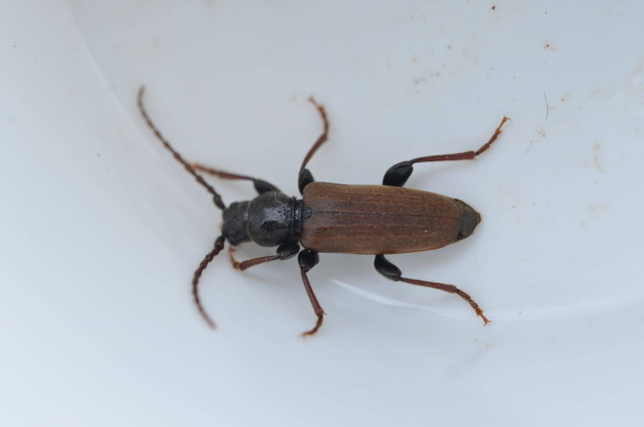 Tetropium castaneum