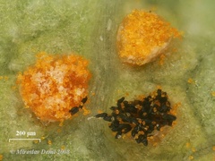 Phragmidium mucronatum