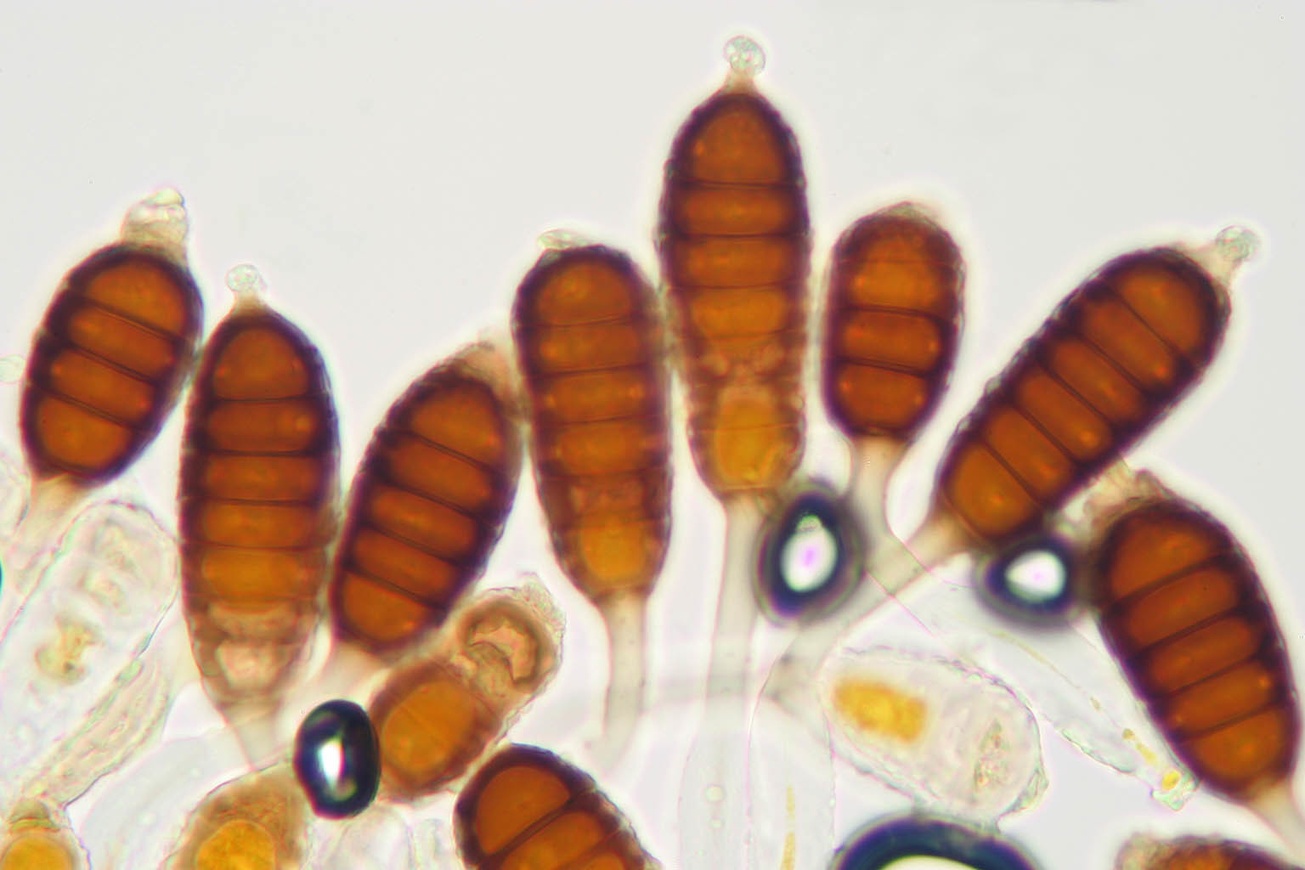 Phragmidium mucronatum
