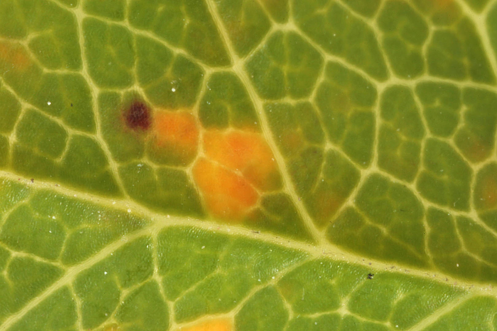 Phragmidium mucronatum