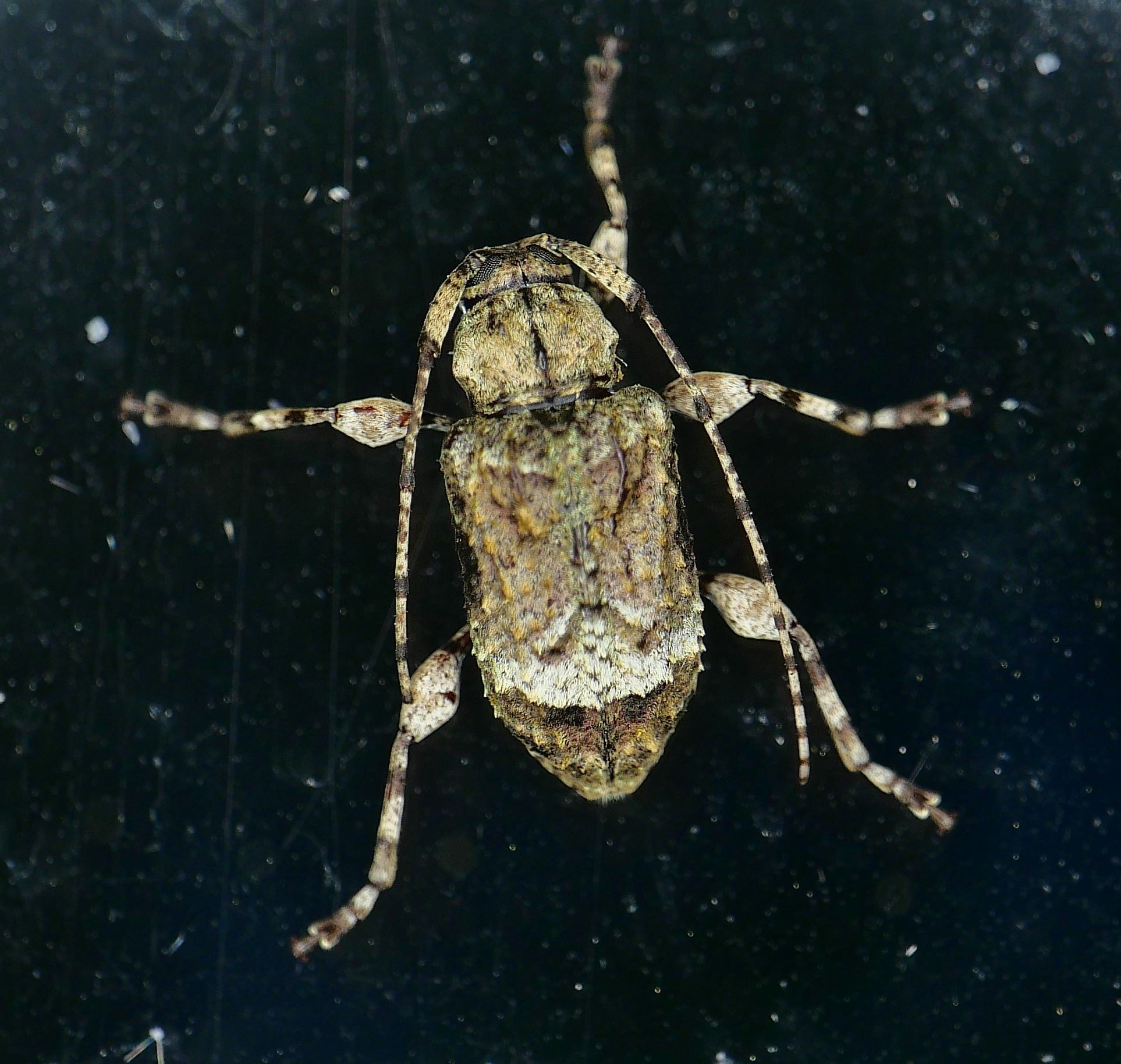 Leptostylus