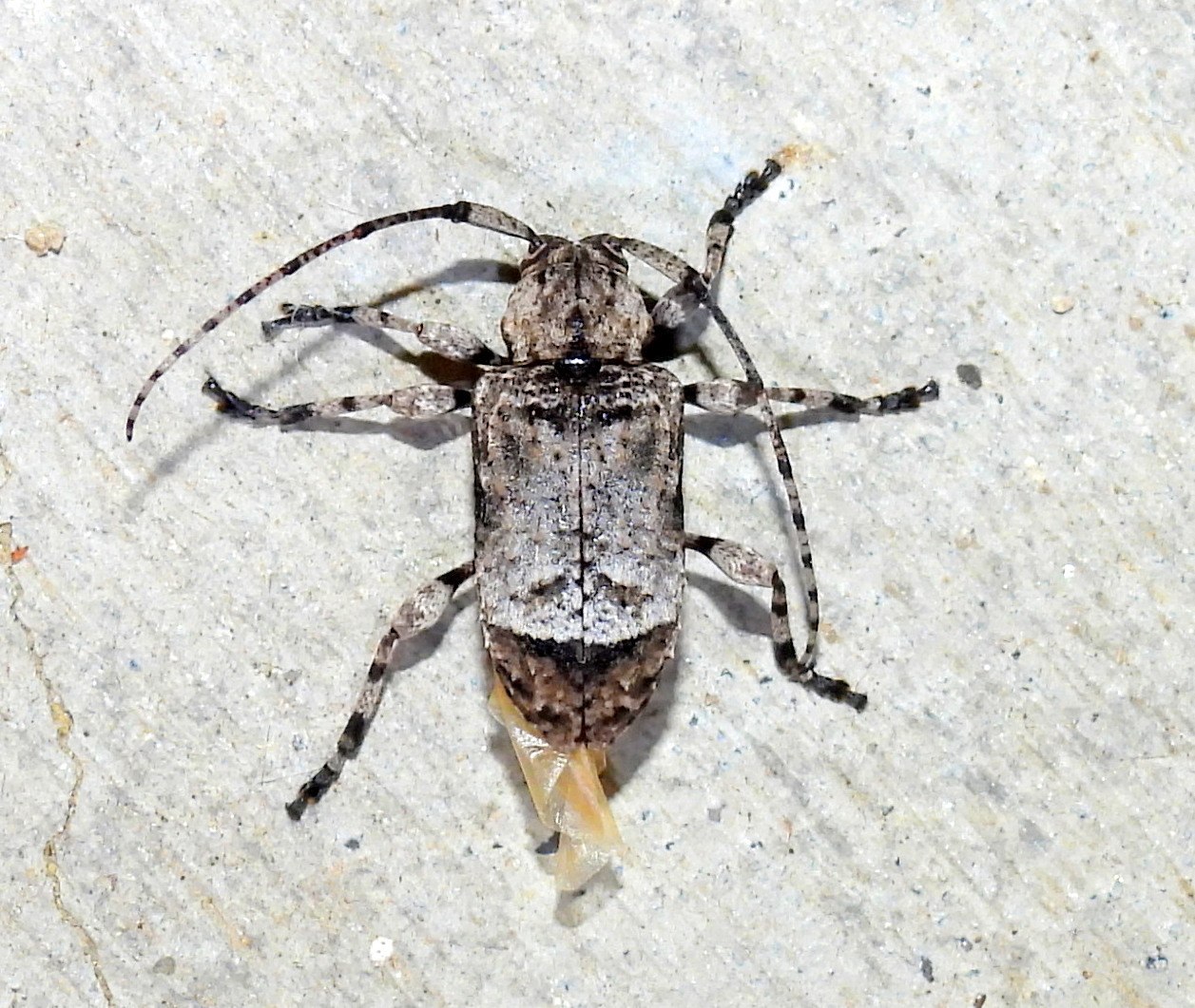 Leptostylus