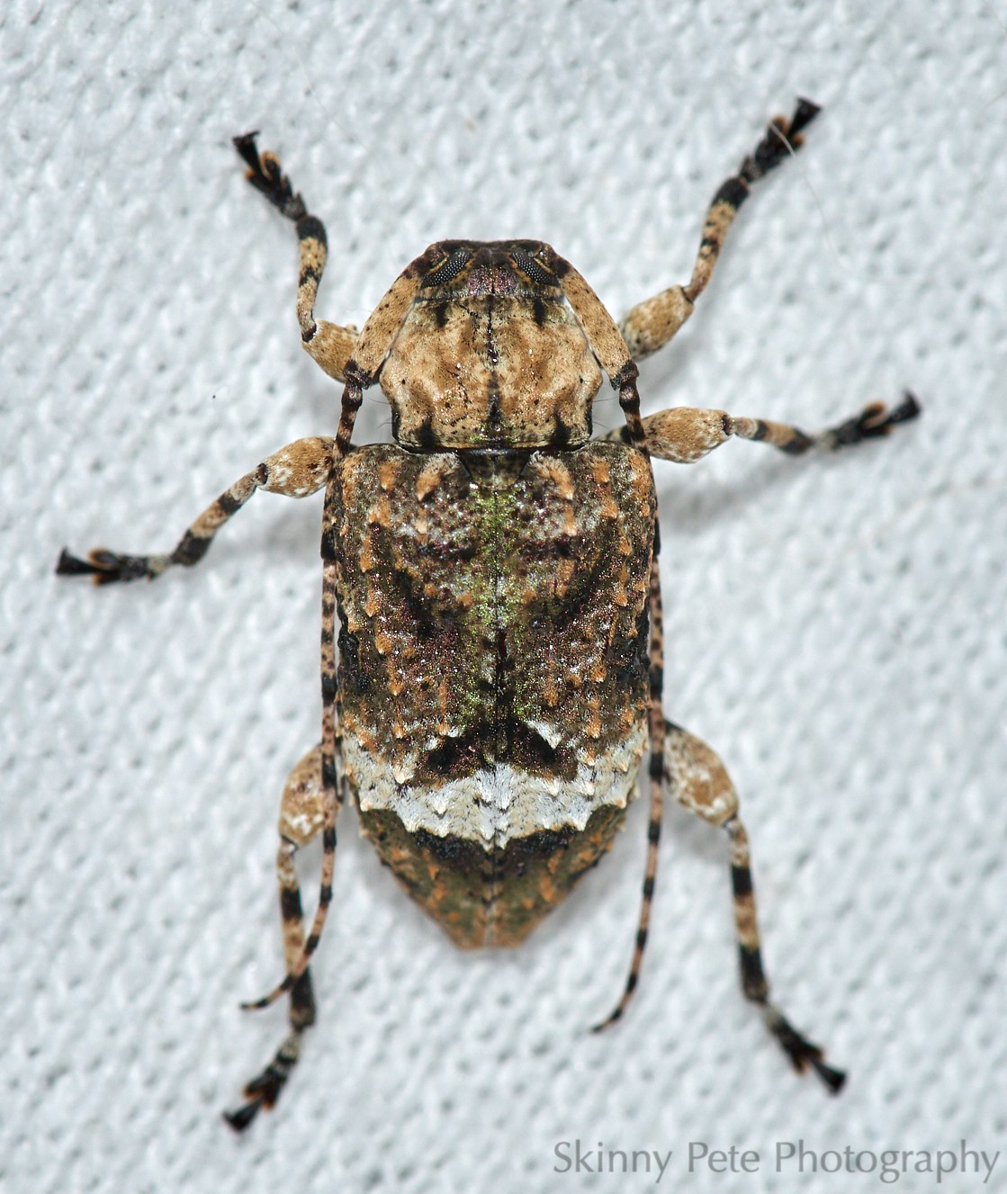 Leptostylus