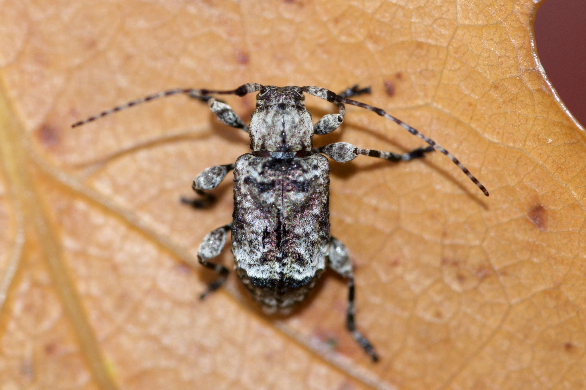 Leptostylus