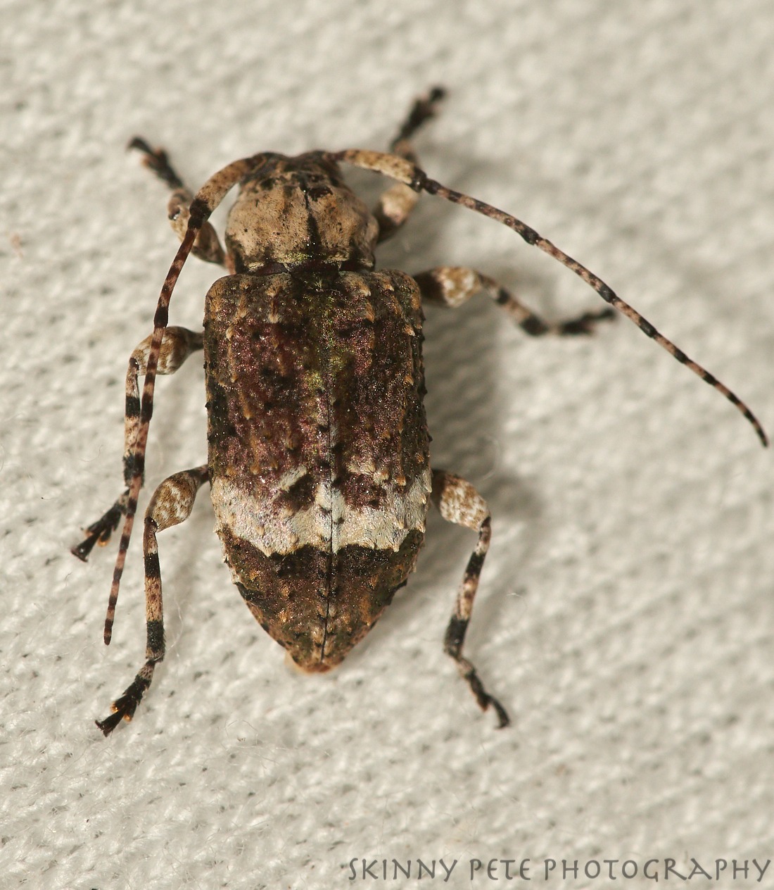 Leptostylus