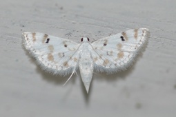 Parapoynx stagnalis