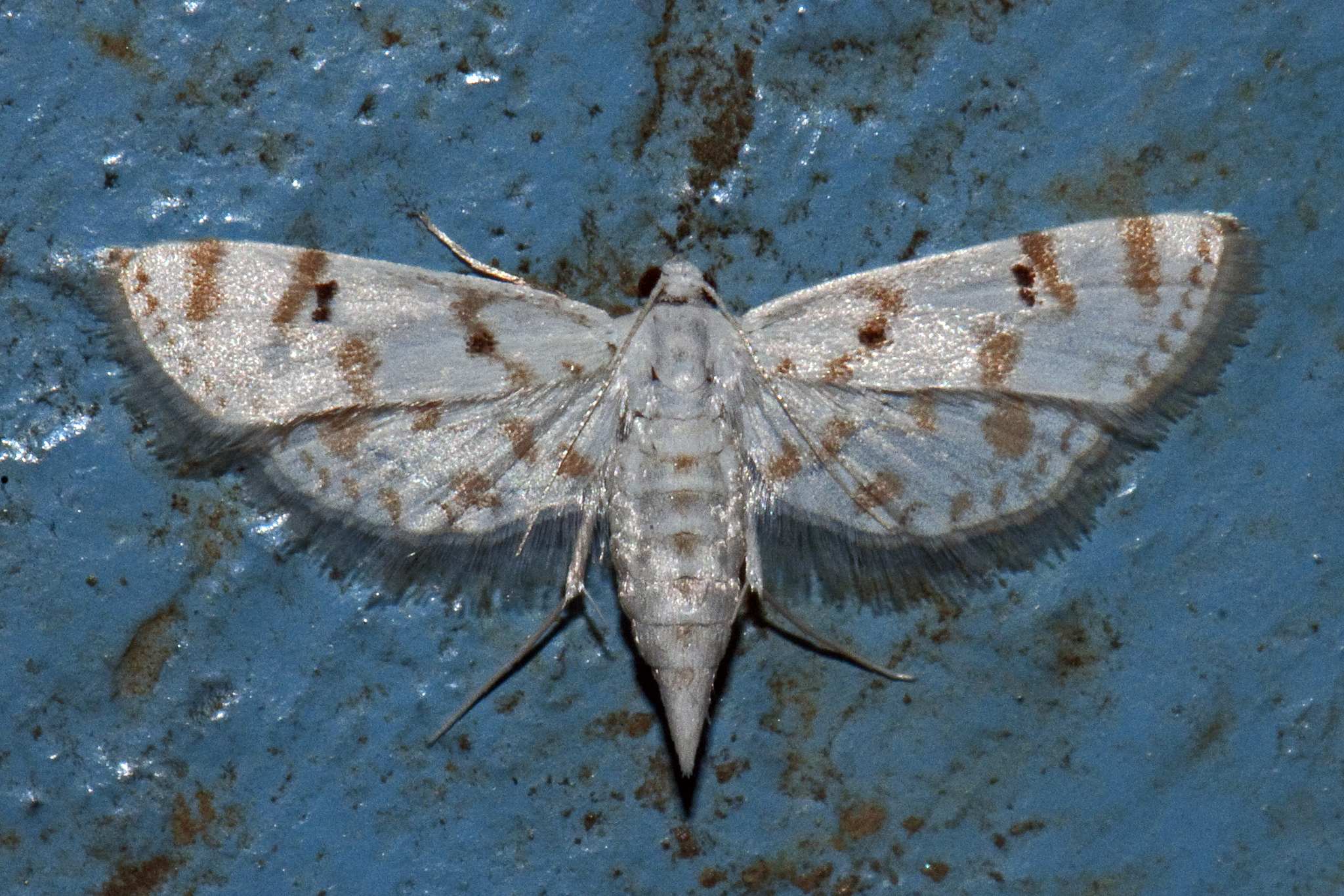 Parapoynx stagnalis