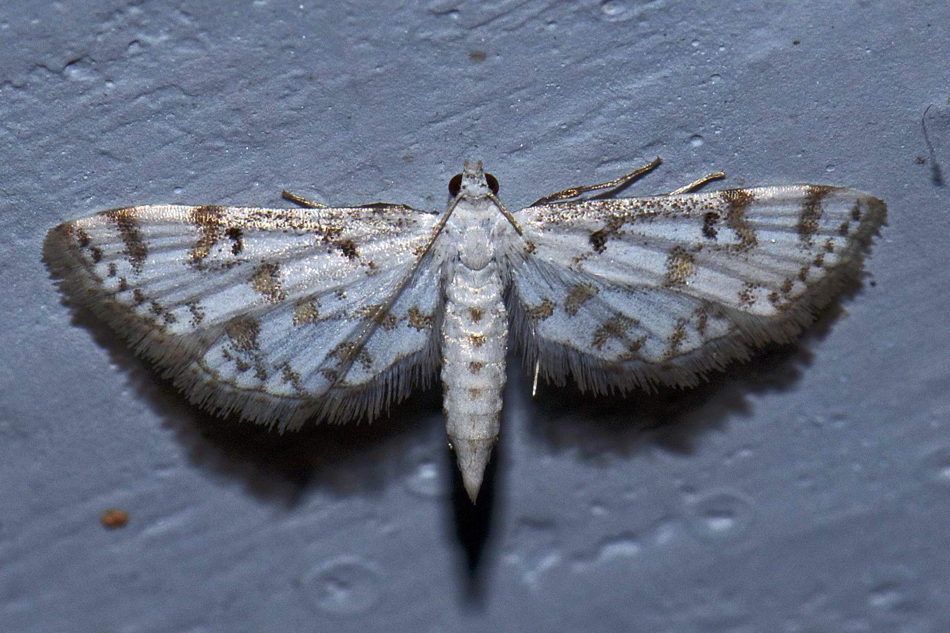 Parapoynx stagnalis