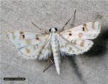 Parapoynx stagnalis