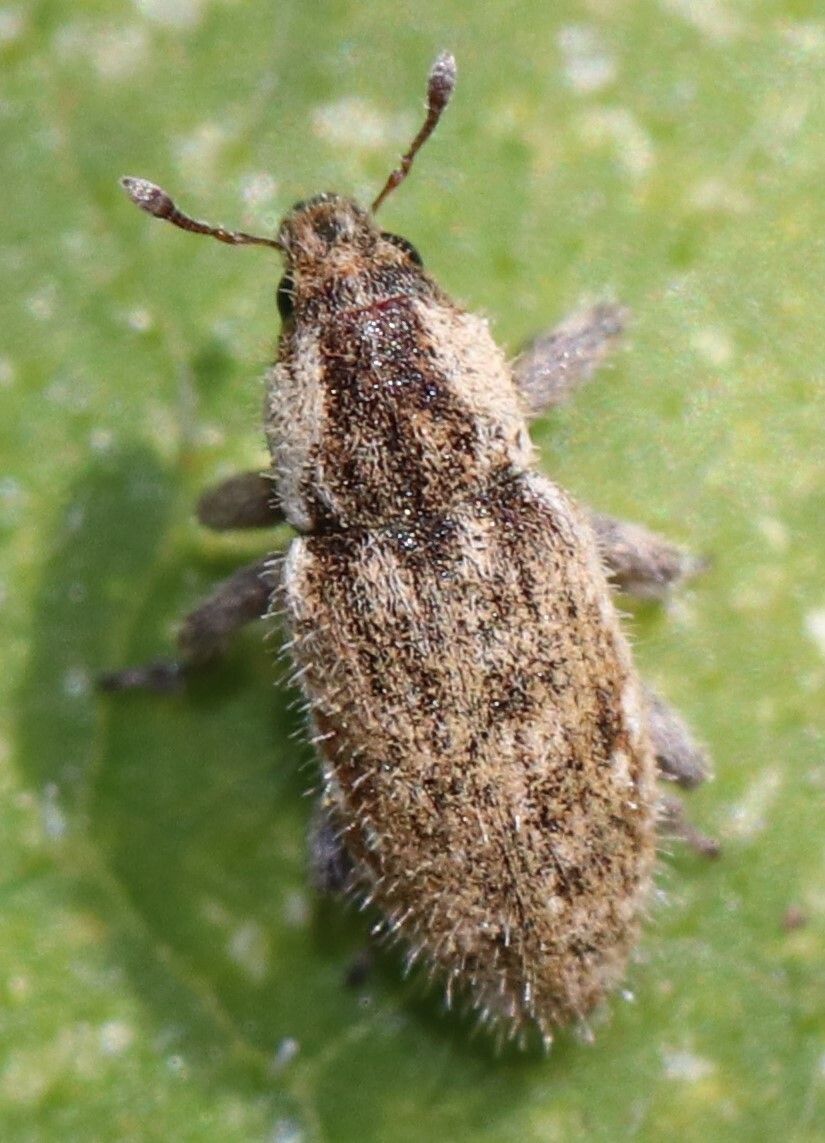 Microlarinus