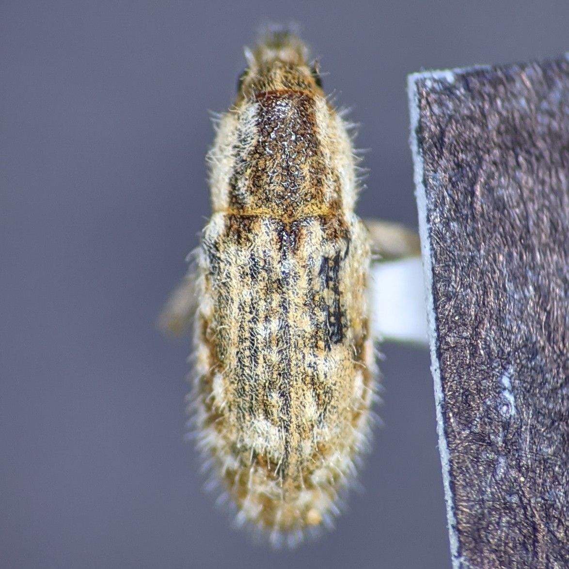 Microlarinus