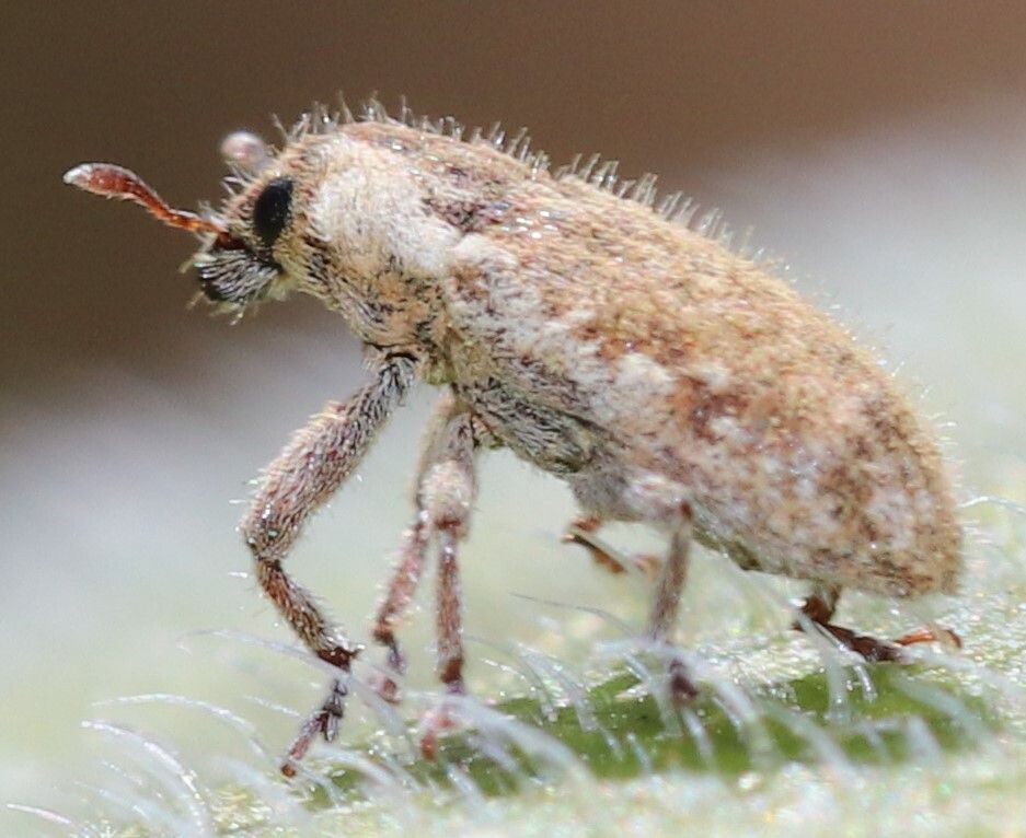 Microlarinus