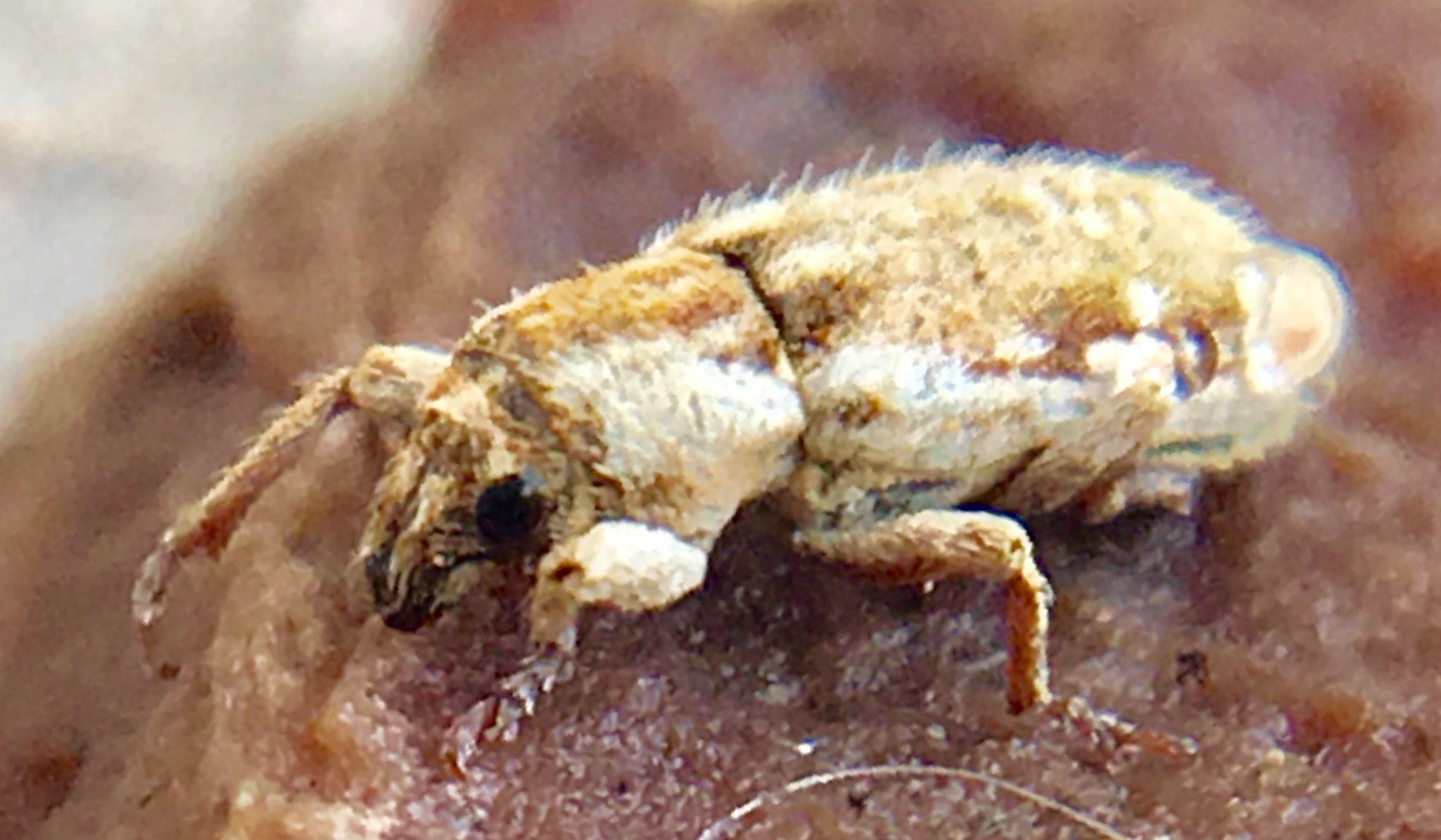 Microlarinus