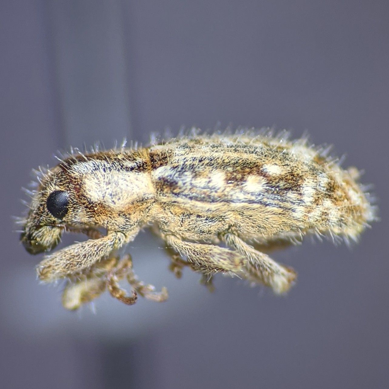 Microlarinus