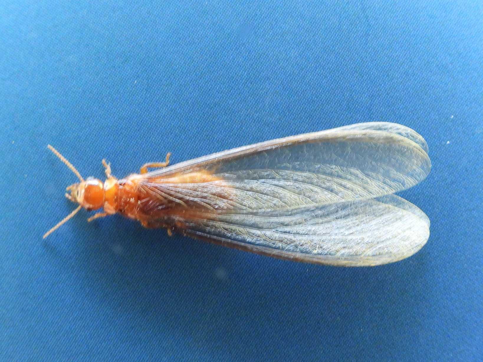 Porotermes quadricollis
