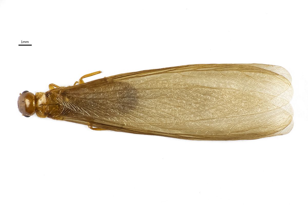 Porotermes quadricollis