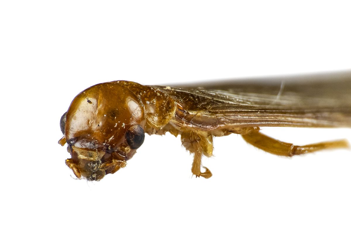Porotermes quadricollis