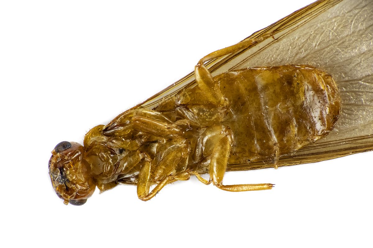 Porotermes quadricollis
