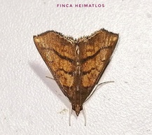 Chilozela trapeziana