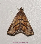 Chilozela trapeziana